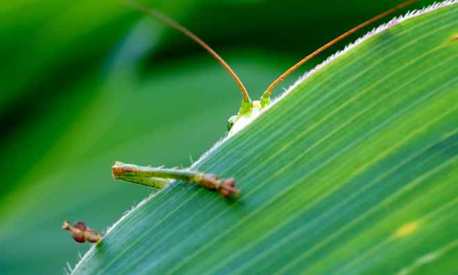 grasshopper-viridissima-green-corn-leaf-65642.jpeg